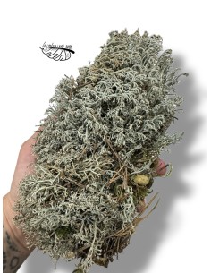 Dicranum scoparium, Bolas de musgo