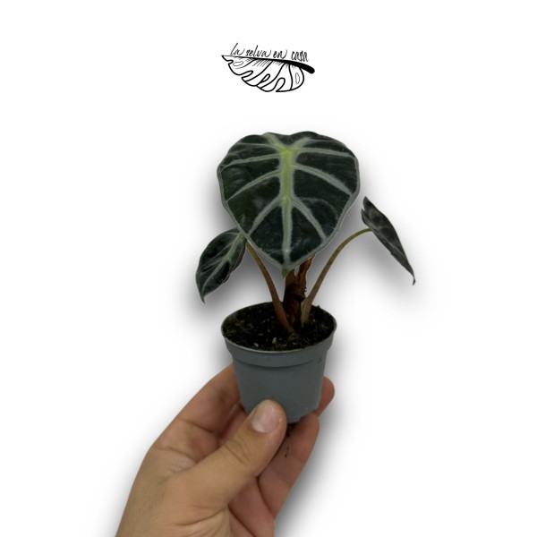 Alocasia Ivory Coast