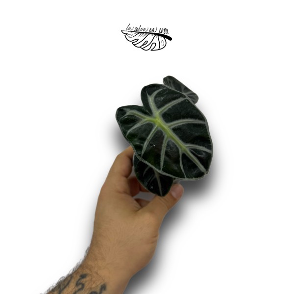 Alocasia Ivory Coast