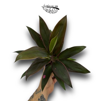 Cordyline frut. Rumba LARGE