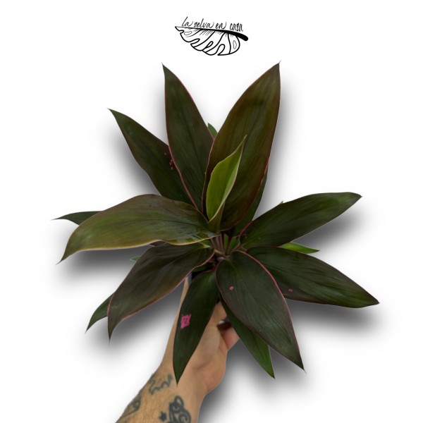 Cordyline frut. Rumba LARGE