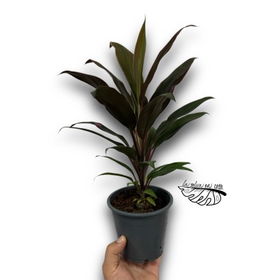 Cordyline frut. Rumba LARGE 2
