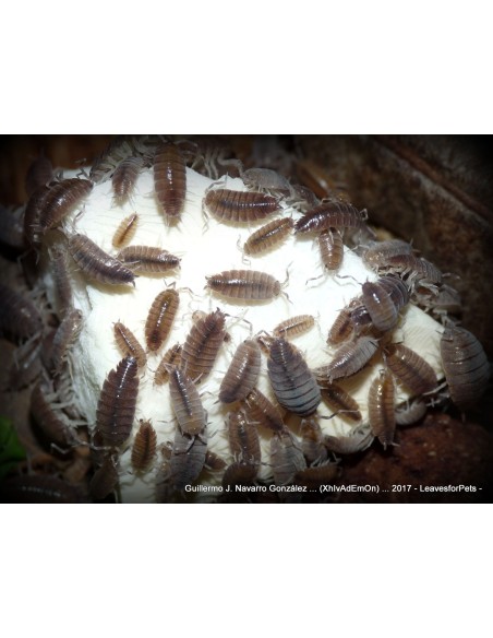 Porcellionides pruinosus
