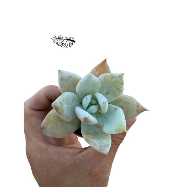 Echeveria colorata MINI