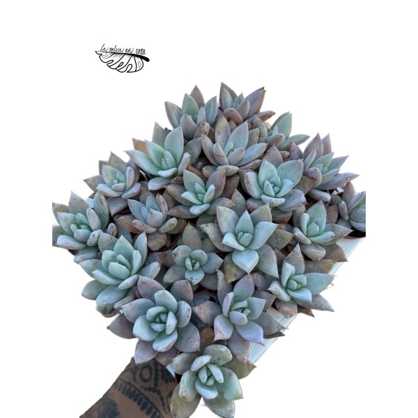 Echeveria colorata MINI