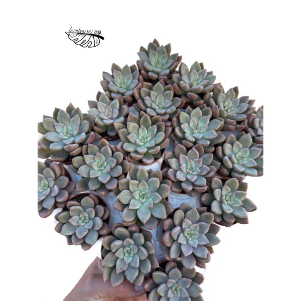 Graproveria melody MINI