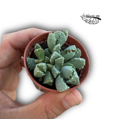 Aloinopsis setifera MINI