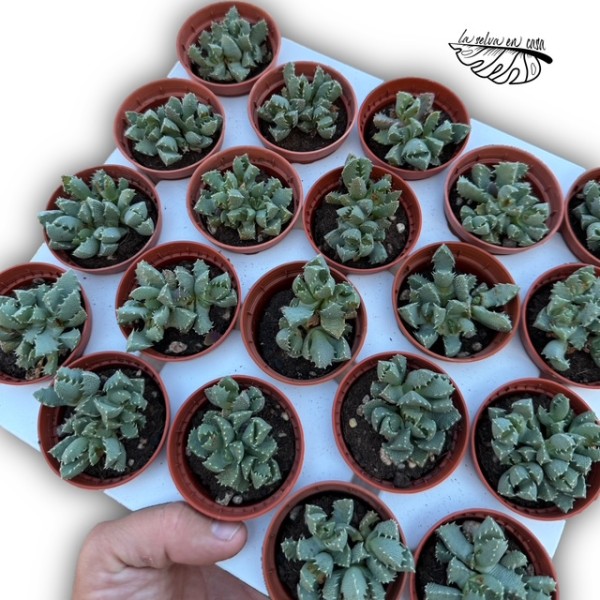 Aloinopsis setifera MINI
