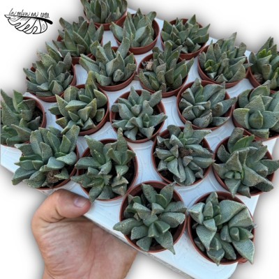 Aloinopsis orpenii MINI 2