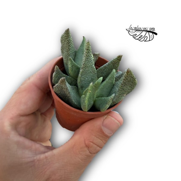 Aloinopsis orpenii MINI
