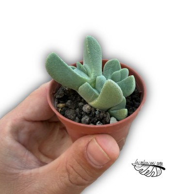 Cheiridopsis pillansii MINI