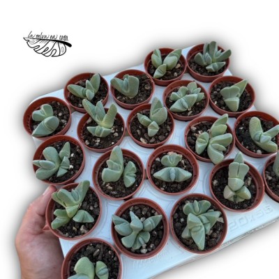 Cheiridopsis pillansii MINI 2