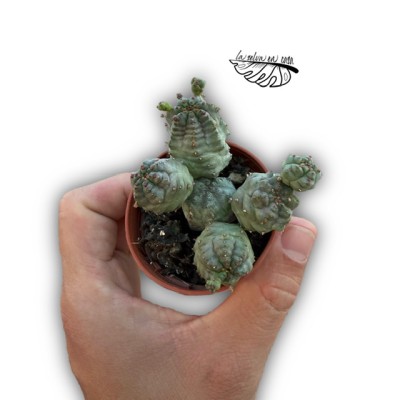 Euphorbia pseudoglobosa MINI