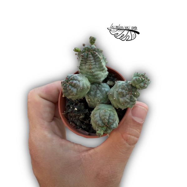 Euphorbia pseudoglobosa MINI
