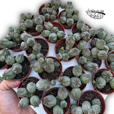 Euphorbia pseudoglobosa MINI 2