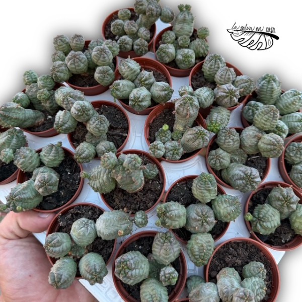 Euphorbia pseudoglobosa MINI