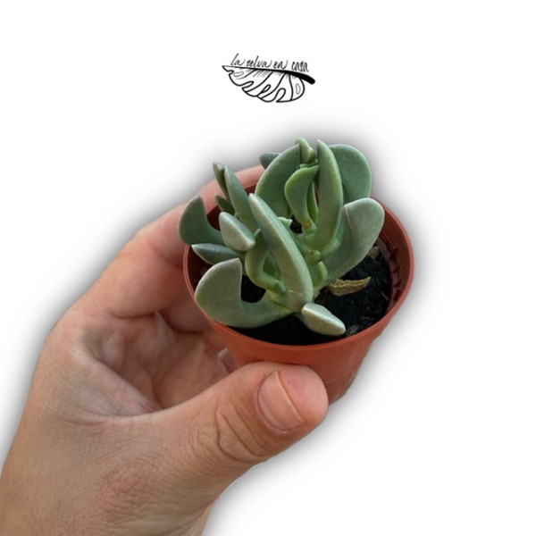 Rhombophyllum dolabriforme MINI