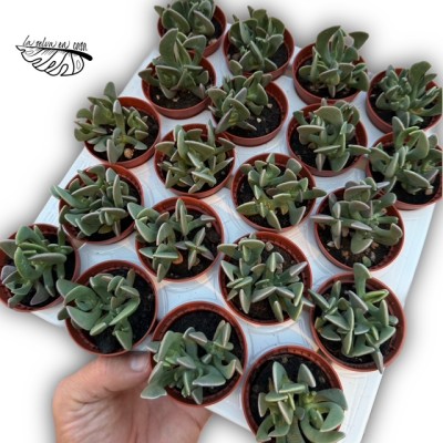 Rhombophyllum dolabriforme MINI 2