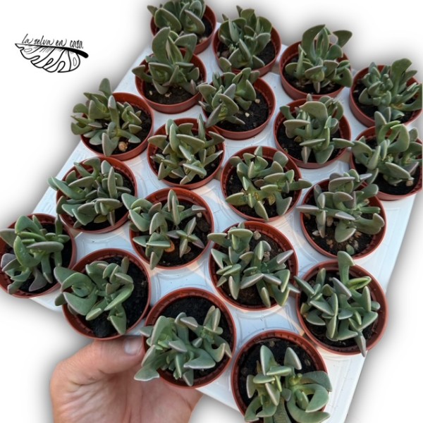 Rhombophyllum dolabriforme MINI