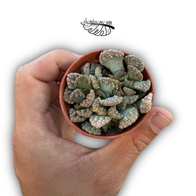 Titanopsis calcarea MINI