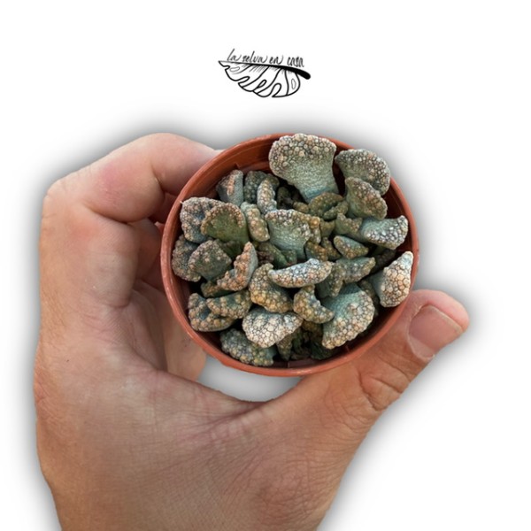 Titanopsis calcarea MINI