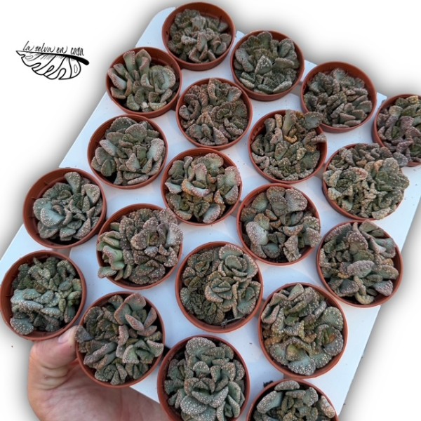 Titanopsis calcarea MINI