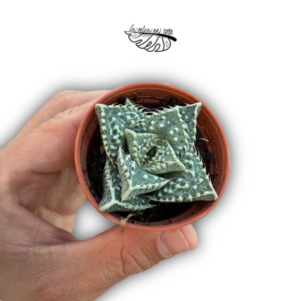 Faucaria felina MINI