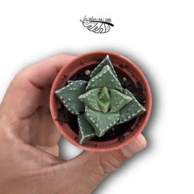 Faucaria felina MINI 2