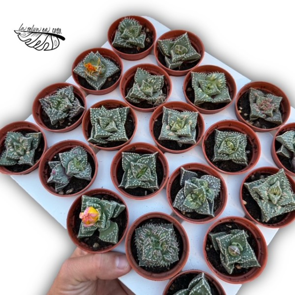 Faucaria felina MINI