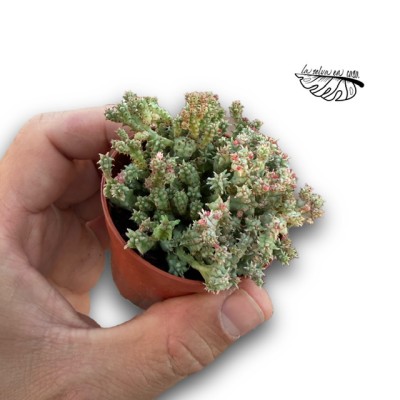 Euphorbia mammillaris cv mini variegata MINI