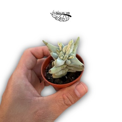 Crassula cornuta