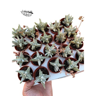 Crassula cornuta 2
