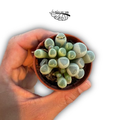 Glottiphyllum peersii MINI