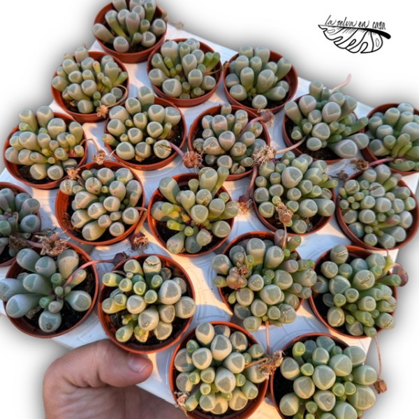 Glottiphyllum peersii MINI