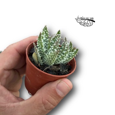 Aloe humilis x pratensis MINI