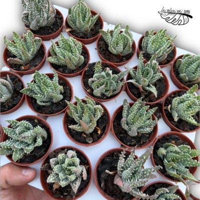 Aloe humilis x pratensis MINI 2