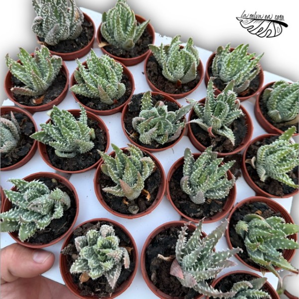 Aloe humilis x pratensis MINI