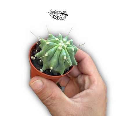 Ferocactus glaucenses var nuda MINI