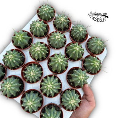 Ferocactus glaucenses var nuda MINI 2
