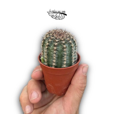 Lobivia aurea híbrida MINI