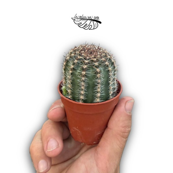 Lobivia aurea híbrida MINI