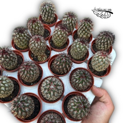 Lobivia aurea híbrida MINI 2