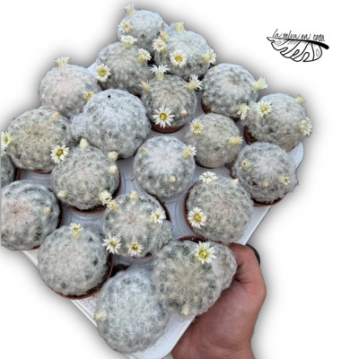 Mammillaria plumosa MINI 2