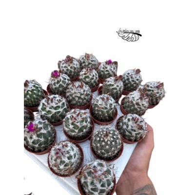 Turbinicarpus viereckii MINI 2