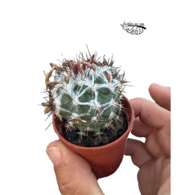 Turbinicarpus viereckii MINI