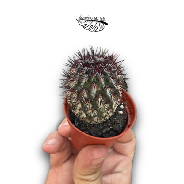 Mammillaria microhelia MINI