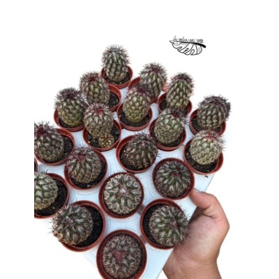 Mammillaria microhelia MINI 2