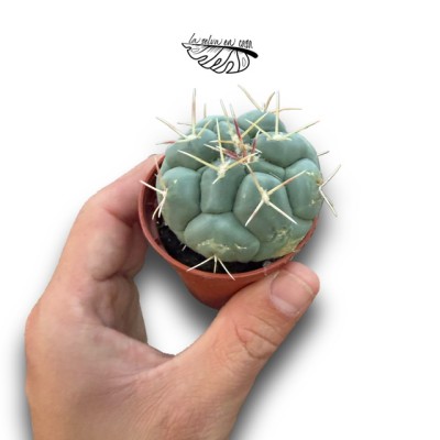 Thelocactus rinconensis MINI