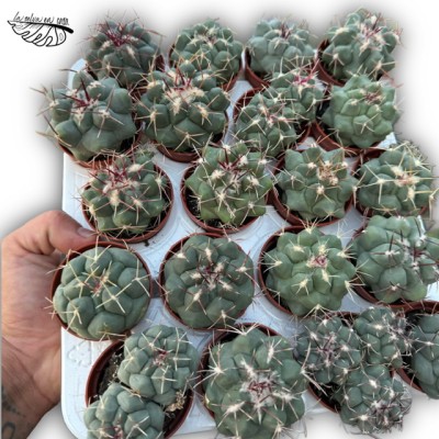 Thelocactus rinconensis MINI 2