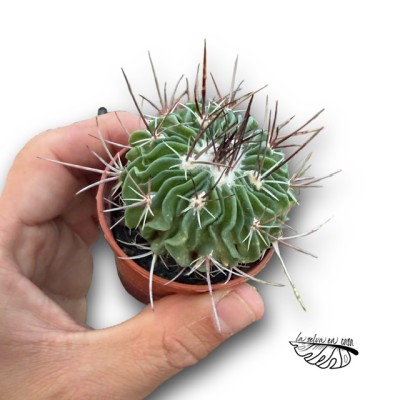 Stenocactus multicostatus MINI